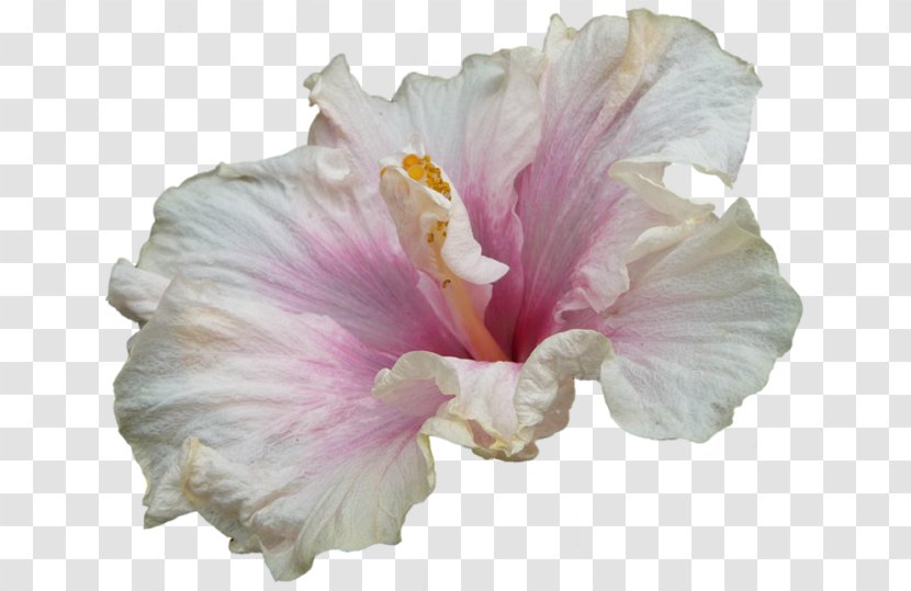 Shoeblackplant Hibiscus Tea Rosemallows Image - Petal - White Transparent PNG