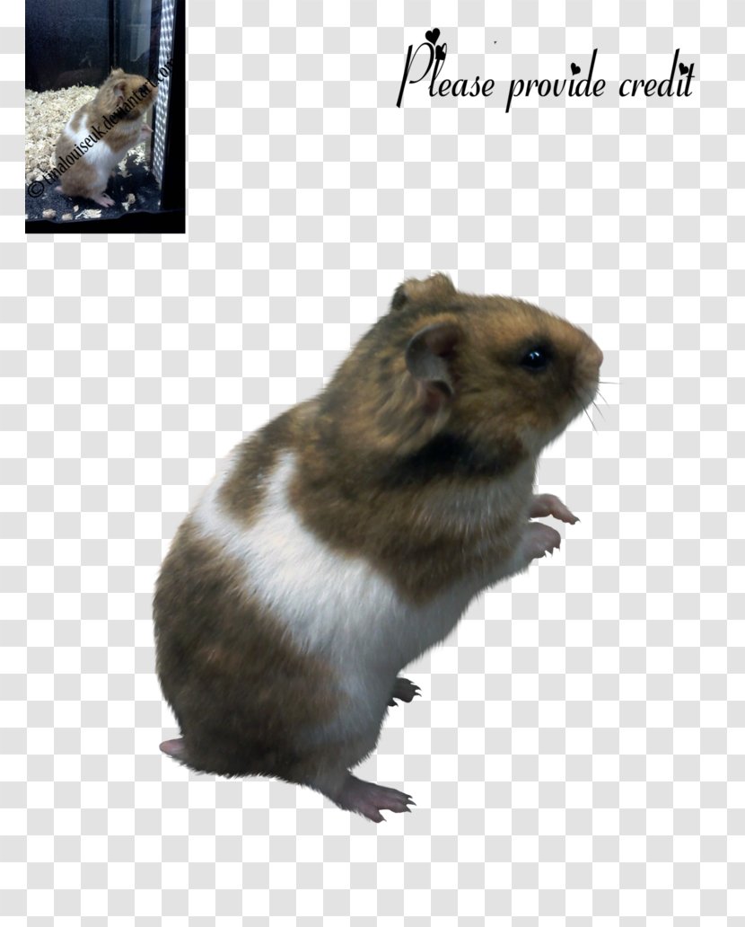 Hamster Rodent Gerbil Mouse Rat Transparent PNG