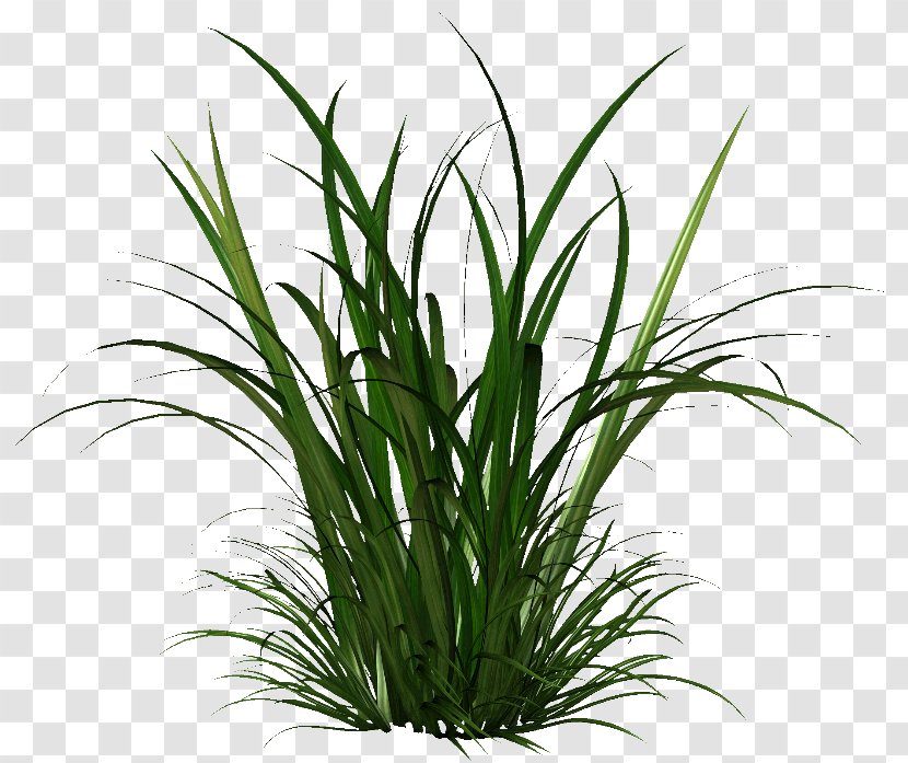 Herbaceous Plant Seed Cymbopogon Citratus - Grasses - Dry Grass Transparent PNG