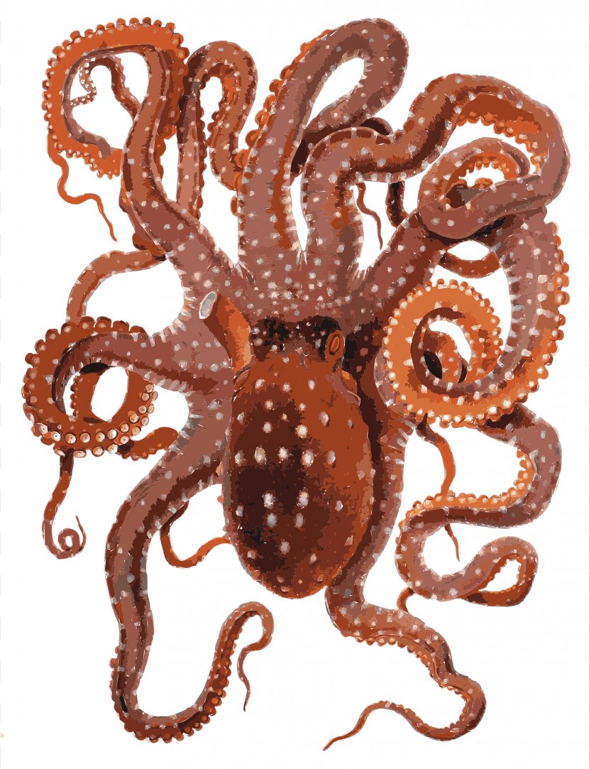 Callistoctopus Macropus Clip Art - Octopus - Octo Cliparts Transparent PNG