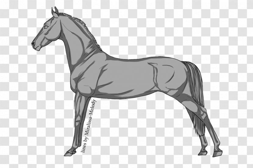 Horse Colt Pony Stallion Foal - Shading Transparent PNG