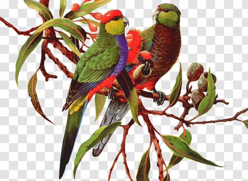 Bird Amazon Parrot Clip Art - Beak - Colored Transparent PNG