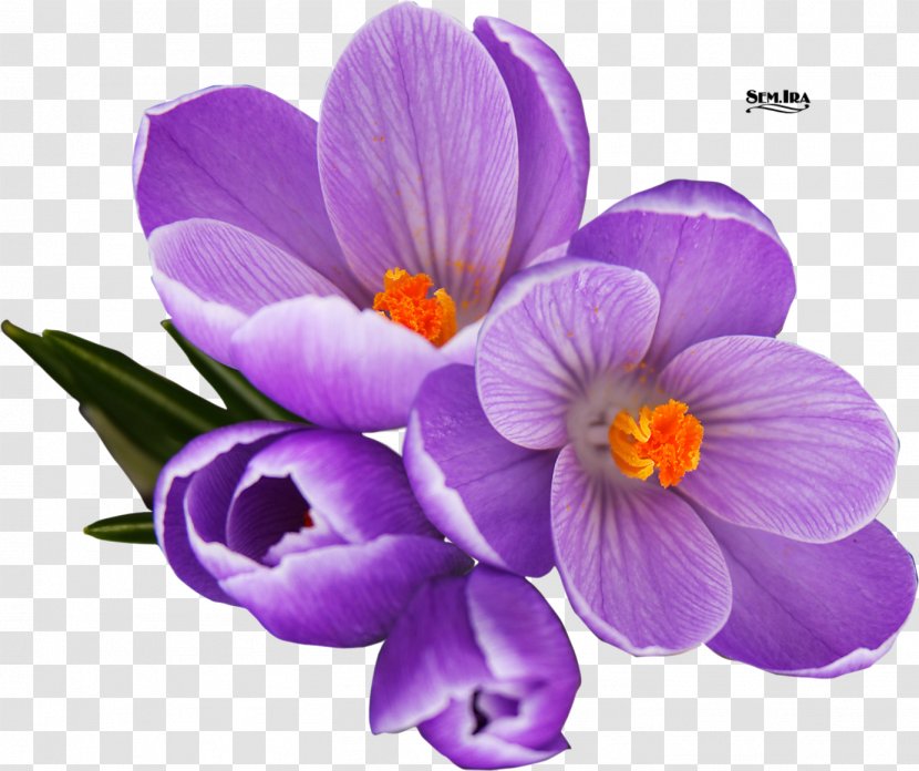 Crocus Clip Art Vector Graphics Image - Flowering Plant - Shawdowbox Purple 3d Flowers Transparent PNG