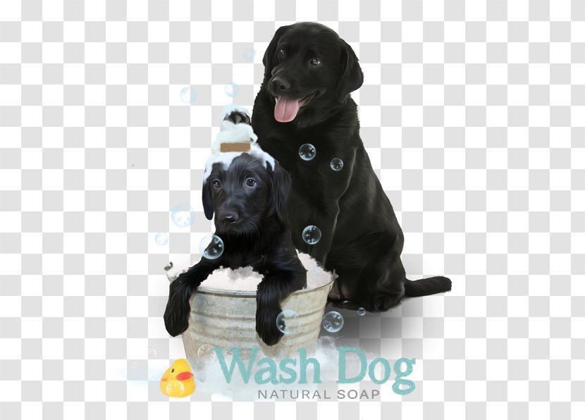 Labrador Retriever Flat-Coated Puppy Borador Dog Breed Transparent PNG