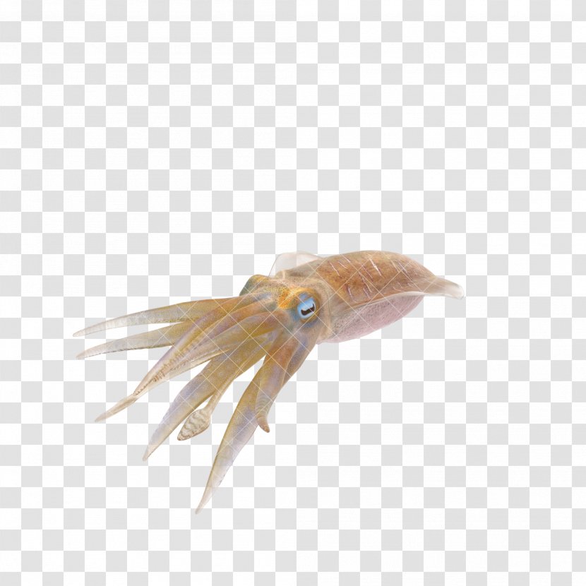 Squid - Fin - Blue Transparent PNG