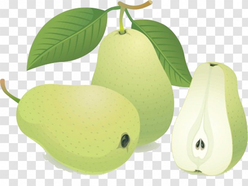 Pyrus Xd7 Bretschneideri Auglis Cartoon Illustration - Pear Sketch Transparent PNG