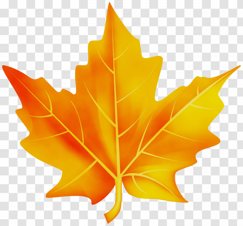 Maple Leaf Transparent PNG