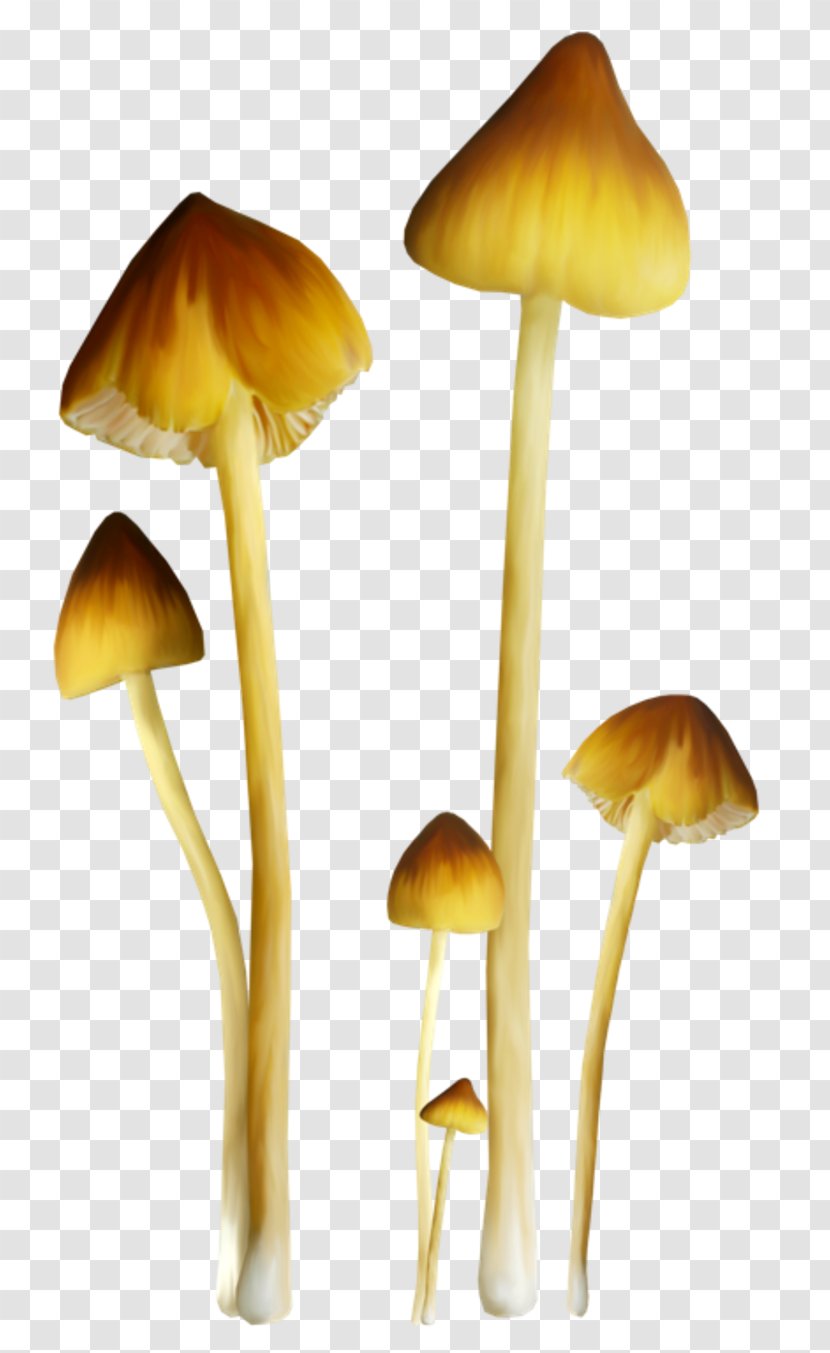 Fungus Mushroom Amanita Muscaria Clip Art - Edible - Color Mushrooms Transparent PNG