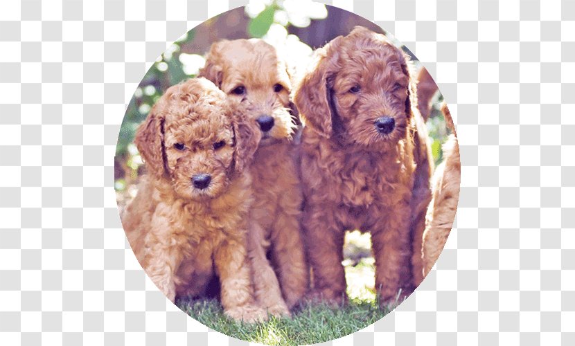 Miniature Poodle Cockapoo Toy Goldendoodle Schnoodle - Crossbreed - Puppy Transparent PNG