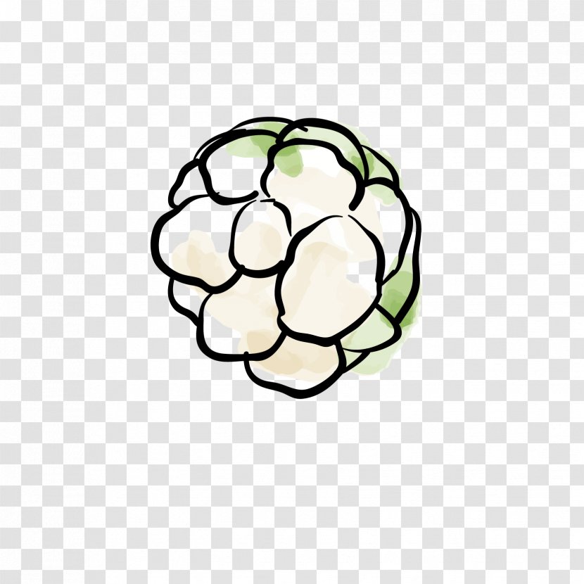 Cabbage Cauliflower Vegetable - Editing Transparent PNG