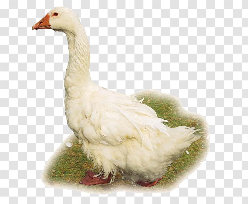 Domestic Goose Duck Cygnini Chicken Bird - Hand-painted Big White Transparent PNG