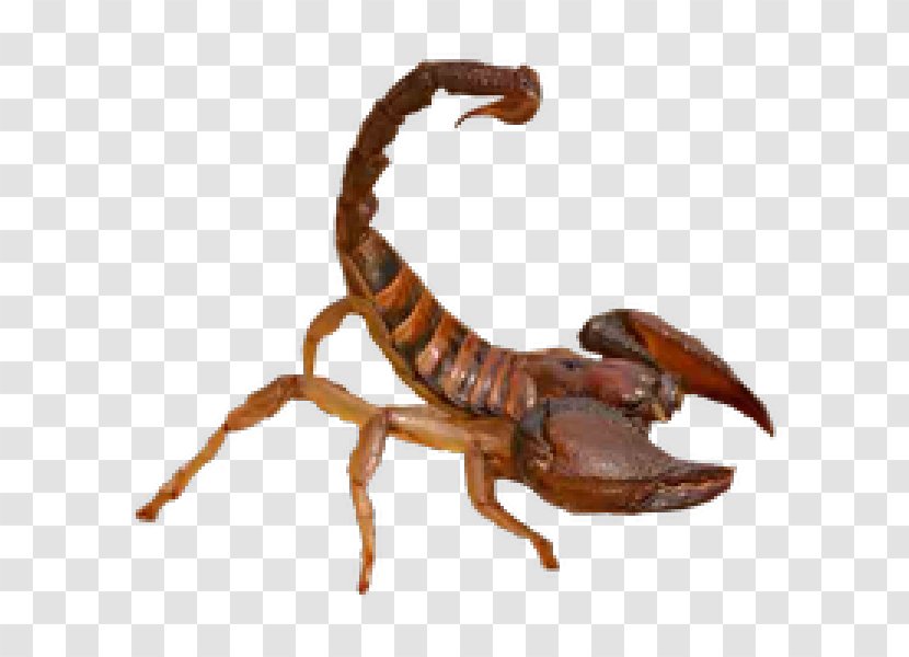 Scorpion Clip Art Transparency Desktop Wallpaper - Insects Animal Transparent PNG
