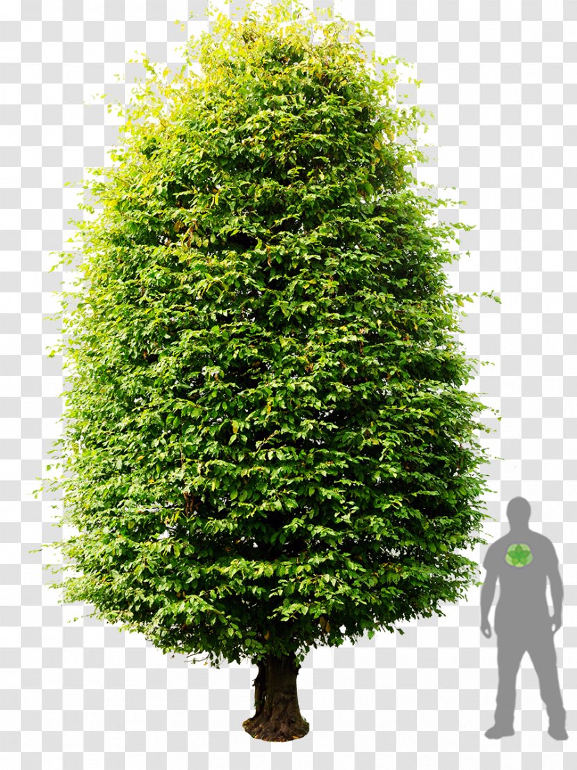 Carpinus Betulus Tree Plant English Yew Shrub - Family - Hedge Transparent PNG