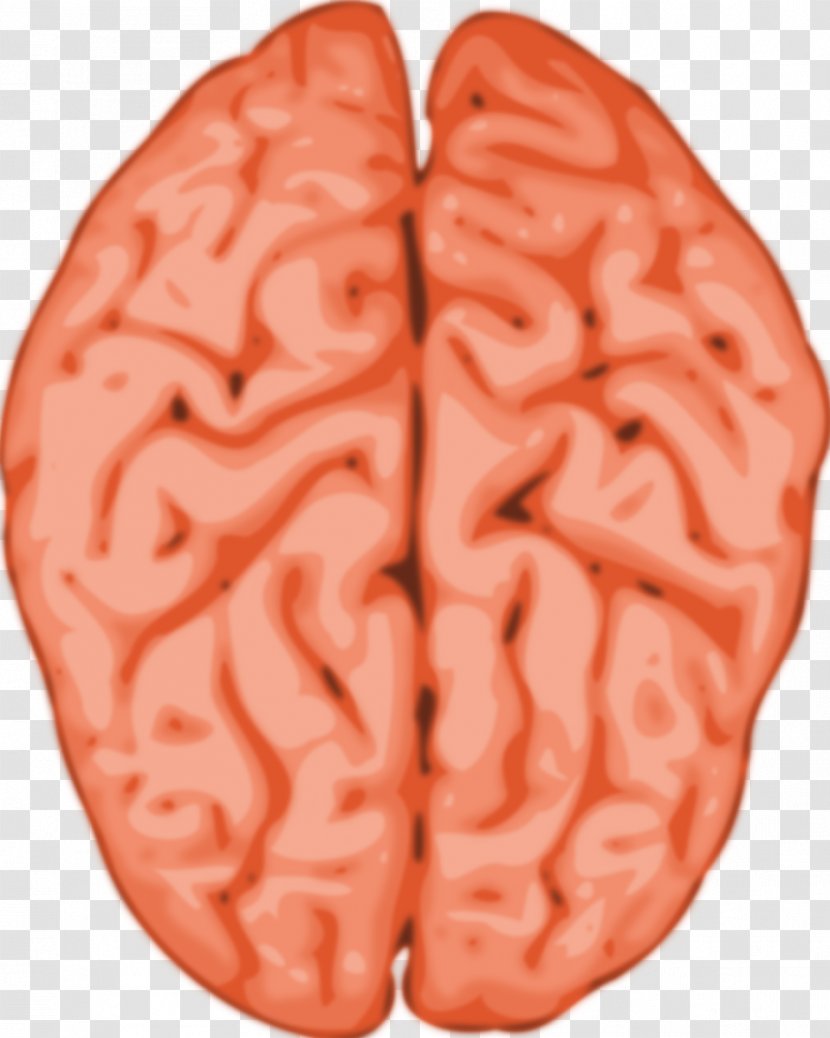 Human Brain Clip Art - Frame - Title Clipart Transparent PNG