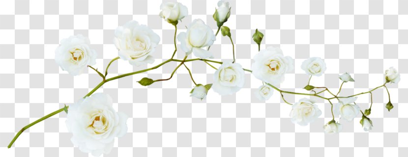 Flower White Green - Twig - Plum Transparent PNG