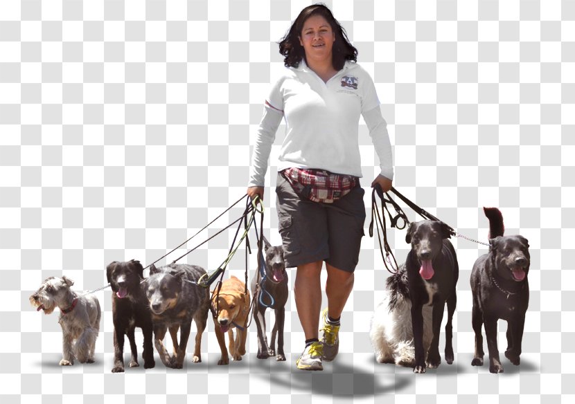 Dog Breed Akita Walking Pet Leash - Perros Transparent PNG