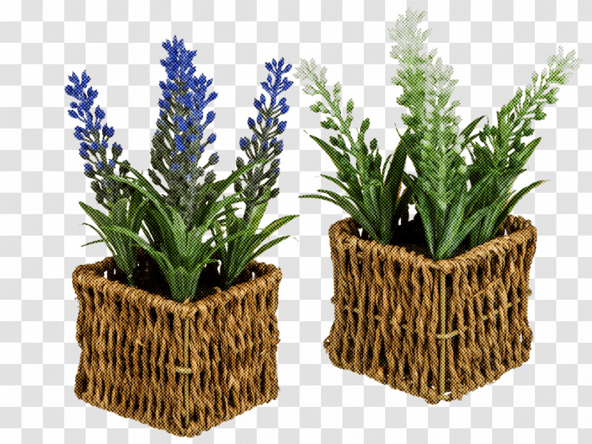 Rosemary Transparent PNG