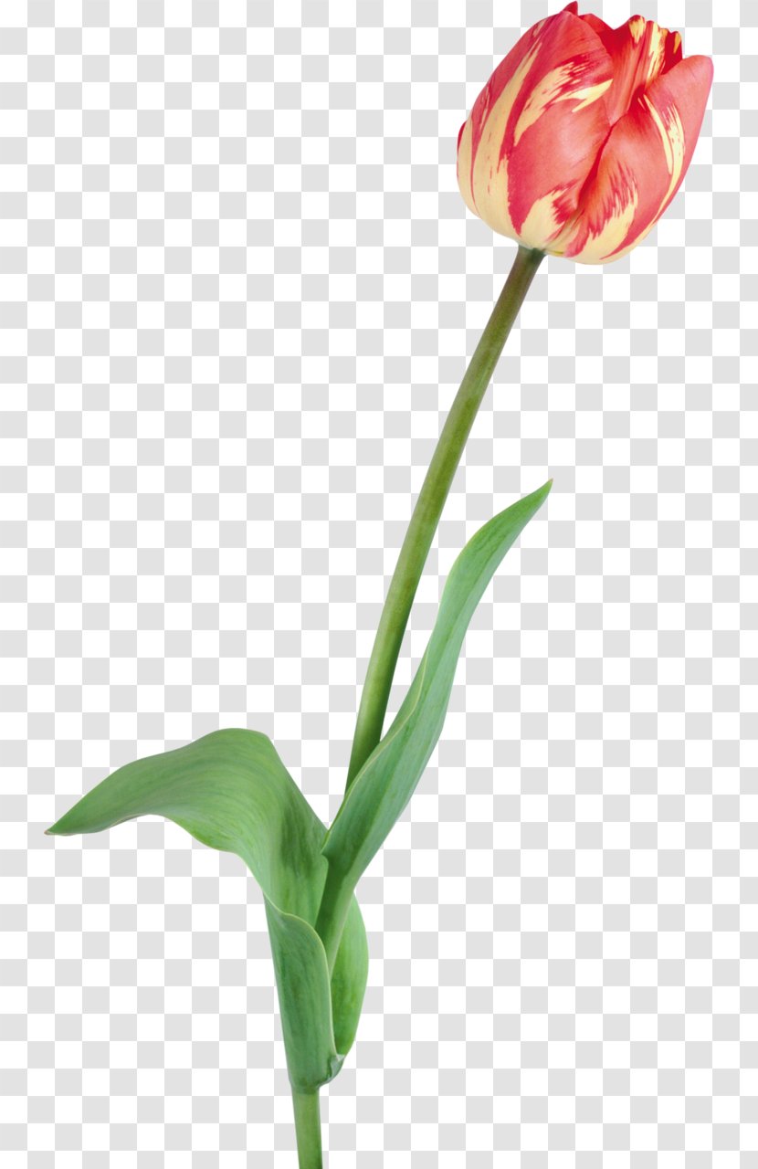 Tulip Flower Clip Art - Photography Transparent PNG