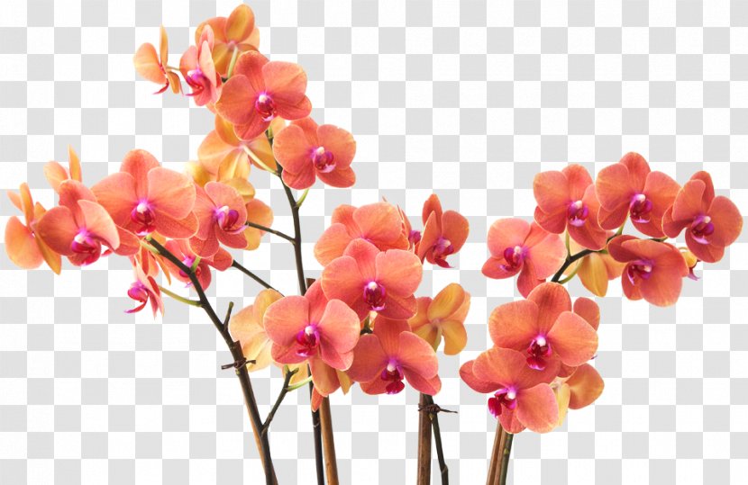 Cut Flowers Moth Orchids Floral Design Floristry - Spring - Flower Transparent PNG