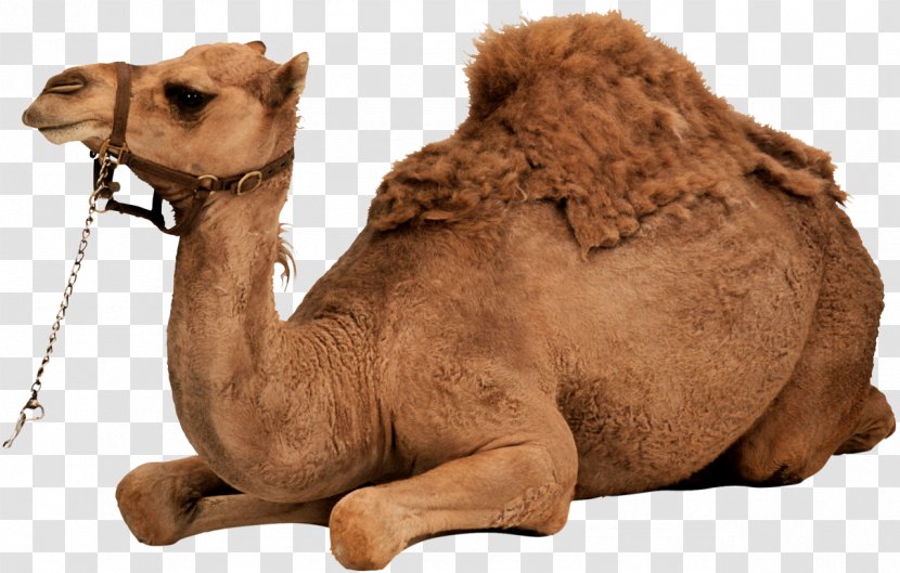 Dromedary Bactrian Camel Clip Art - Display Resolution Transparent PNG