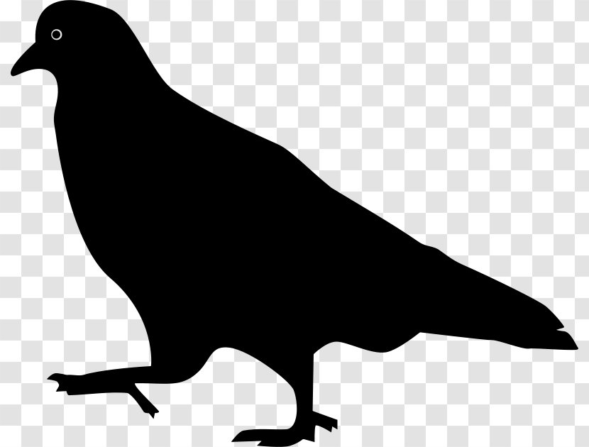 Domestic Pigeon Columbidae Bird Squab - Flight Transparent PNG