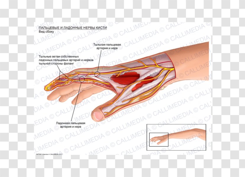 Thumb Nerve Hand Nervous System Human Body - Cartoon Transparent PNG
