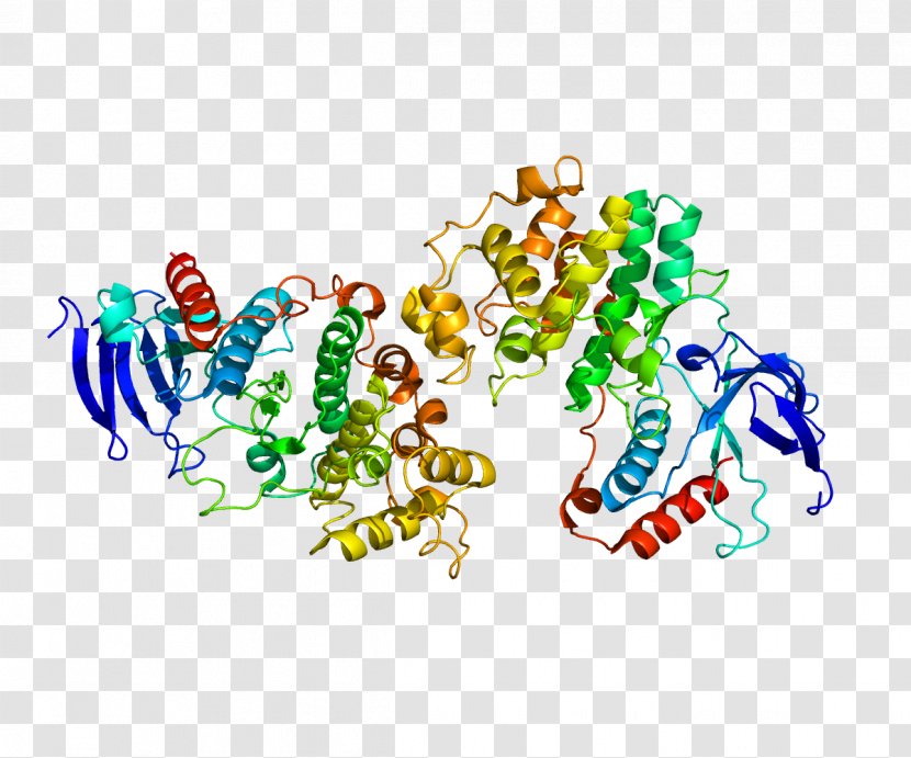 P38 Mitogen-activated Protein Kinases MAPK11 Serine/threonine-specific Kinase - Tree - Cartoon Transparent PNG