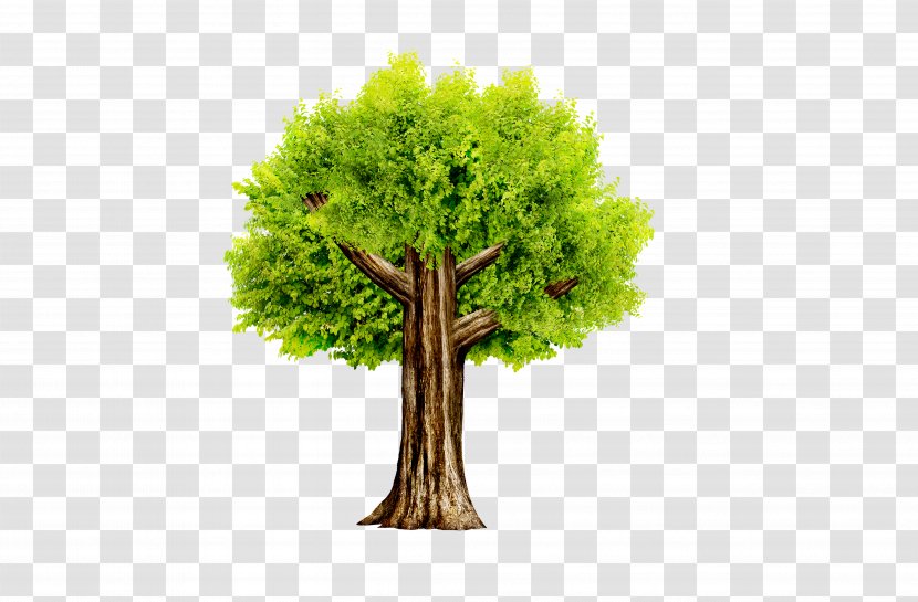 Tree Icon - Nowruz - Trees Transparent PNG