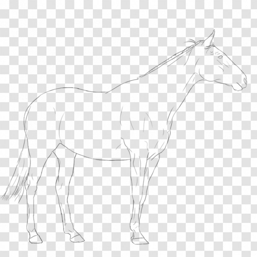 Mule Foal Stallion Bridle Colt - Black And White - Warmblood Transparent PNG
