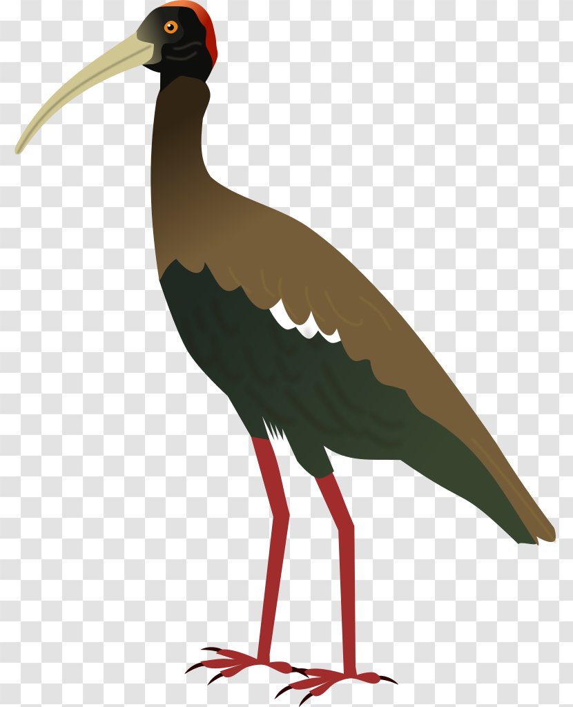 White Stork Bird Hadada Ibis Crane Transparent PNG