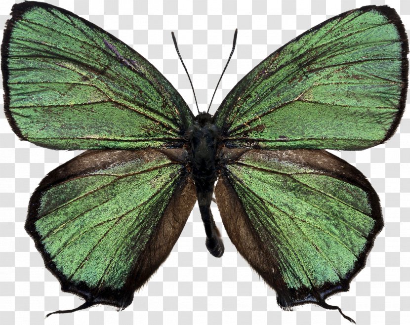 Butterfly Stock Photography Green Desktop Wallpaper - Royaltyfree - Papillon Transparent PNG
