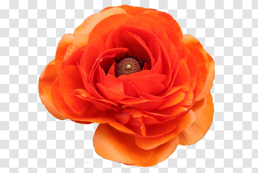 Garden Roses PhotoFiltre PaintShop Pro Pink Color - Orange - Creative Floral Design Vector Material Transparent PNG