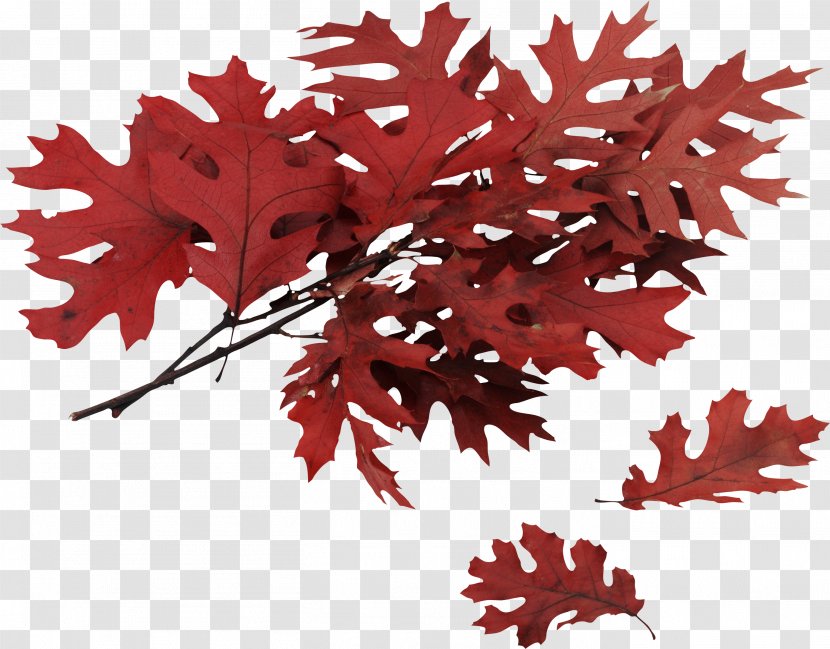 Northern Red Oak Swamp Spanish Autumn Leaf Color Quercus Coccinea - Maple Transparent PNG