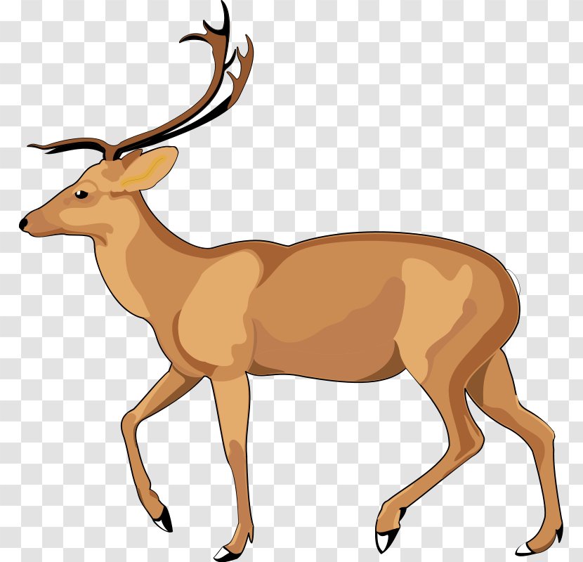 Antelope Gazelle Clip Art - Antler - Deer Transparent PNG
