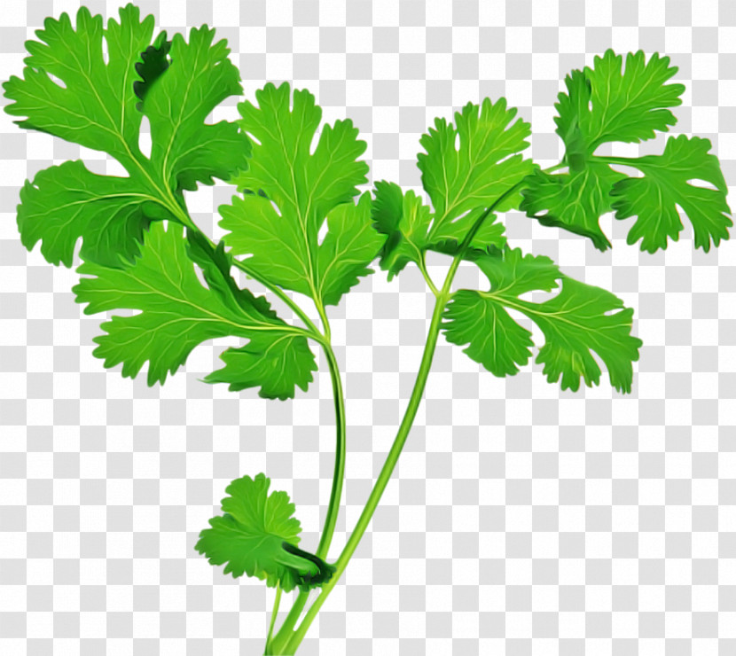 Parsley Transparent PNG