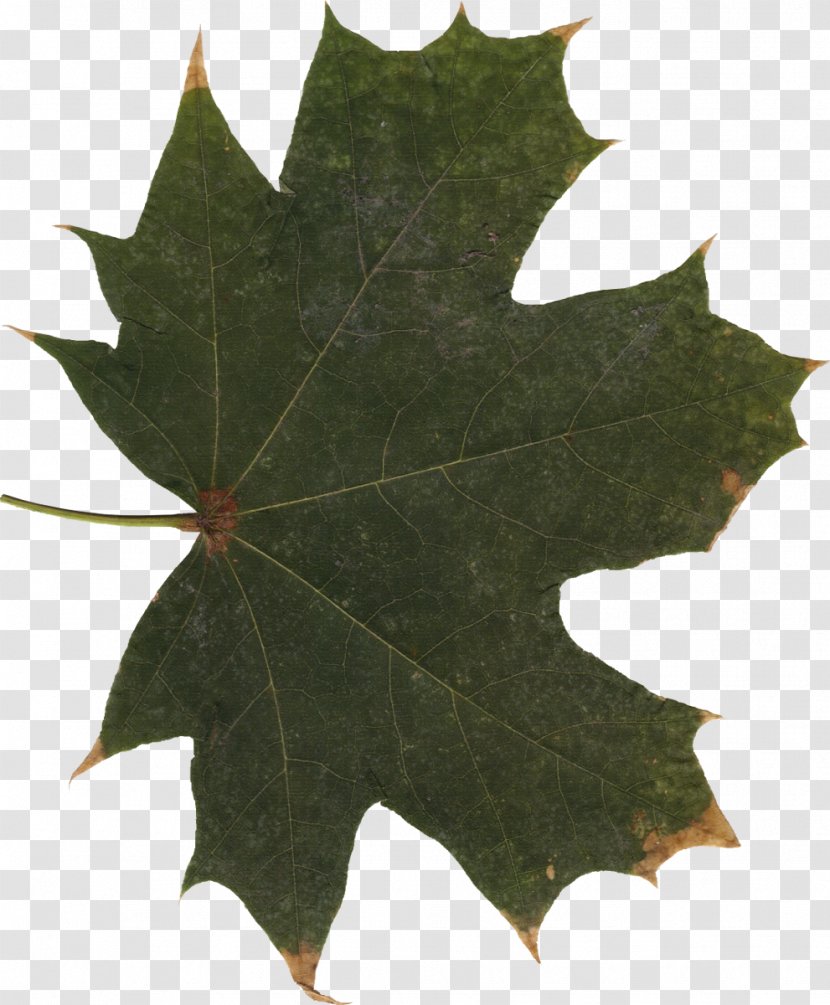 Maple Leaf - Plant - 25 Transparent PNG