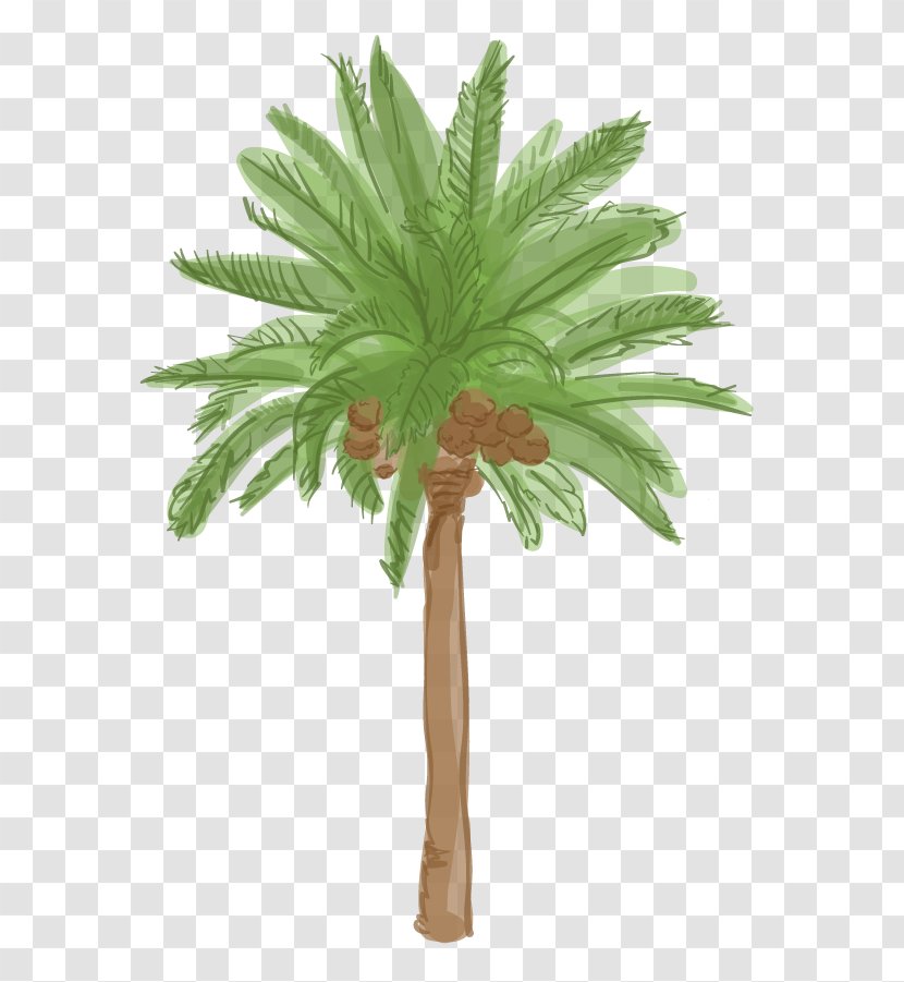 Arecaceae Tree Date Palm Plant Roystonea Regia - Coconut Transparent PNG