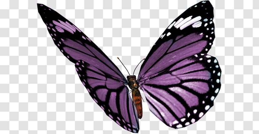 Millies Angel - Insect - A Butterfly Transparent PNG