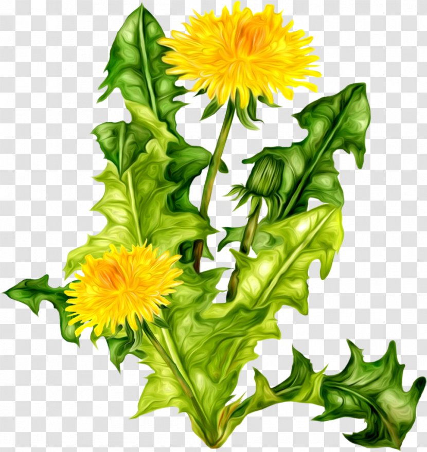 Common Dandelion Clover Icon - Sunflower Seed Transparent PNG