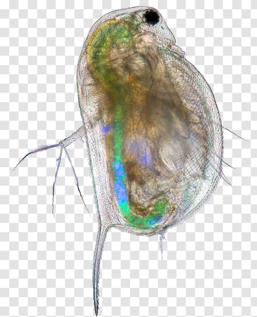 Insect Common Water Fleas Microplastics Science PLOS One - Plos Transparent PNG
