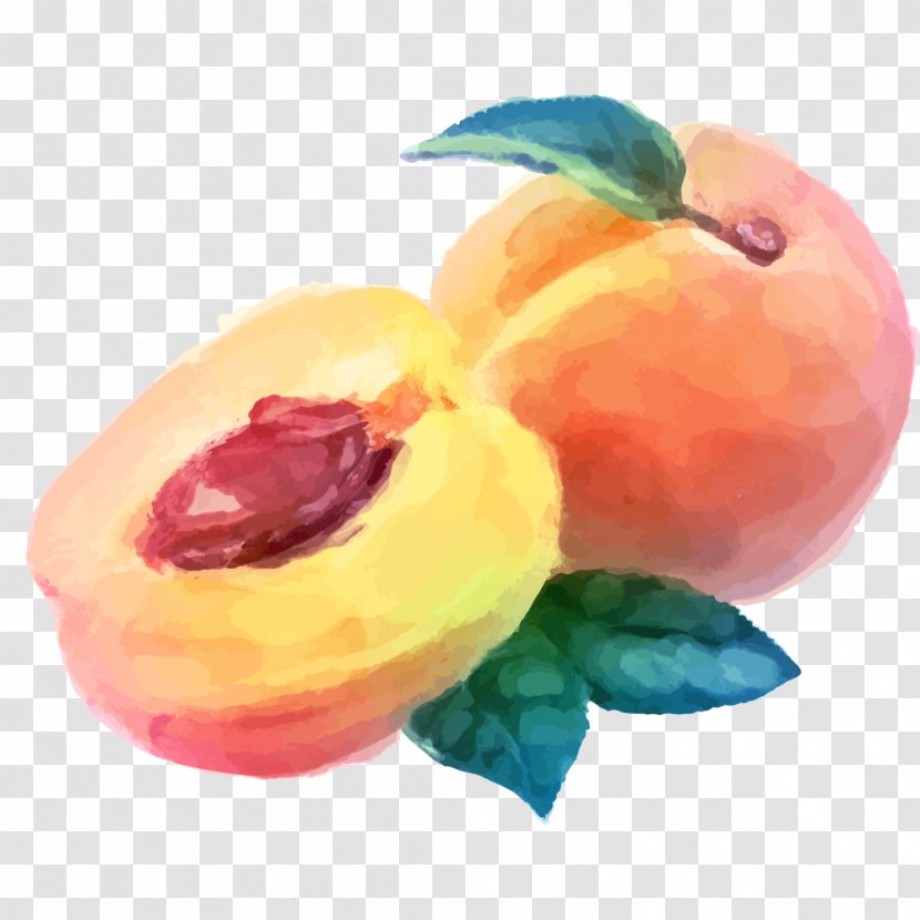 Watercolor Painting Peach Fruit Drawing - Vector Material Transparent PNG