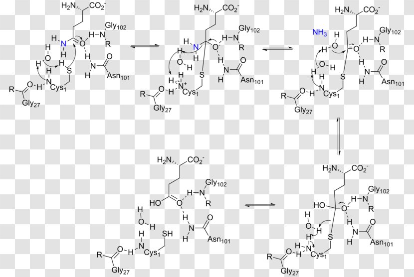 Amidophosphoribosyltransferase Glutamine Amidotransferase Glutaminase Phosphoribosyl Pyrophosphate Purine Metabolism Transparent PNG