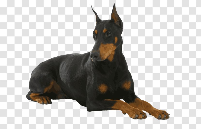 Dobermann German Pinscher Miniature Puppy Schnauzer - Photography - Sitting On The Dog Transparent PNG