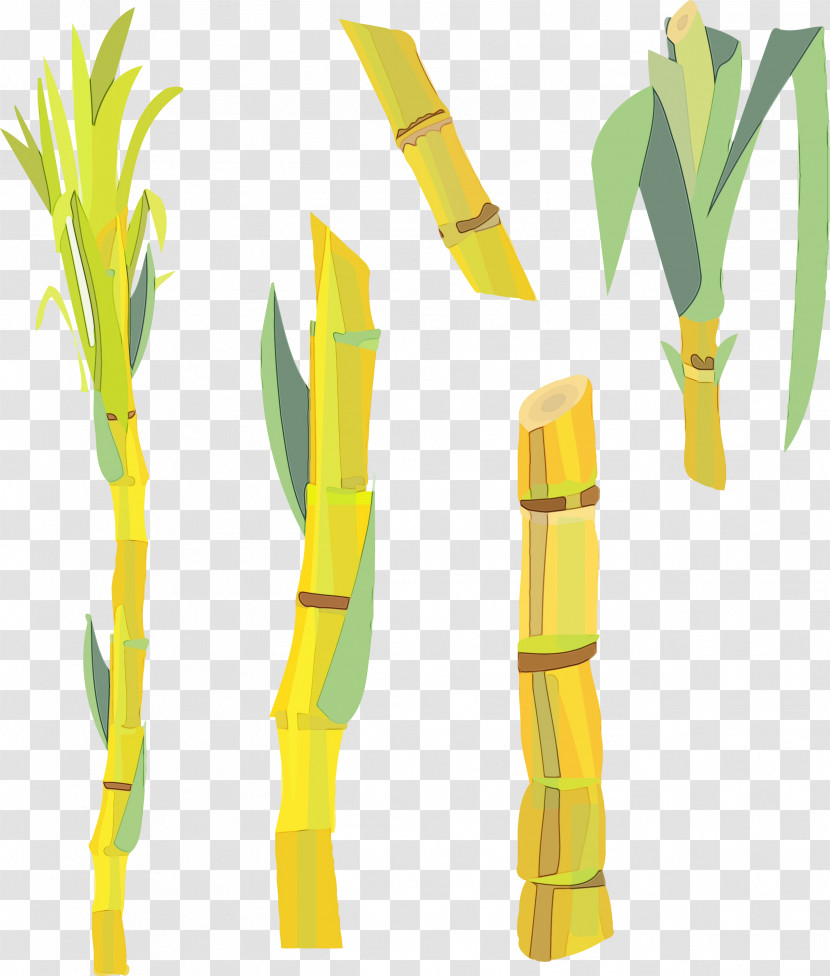 Plant Stem Yellow Text Plants Science Transparent PNG