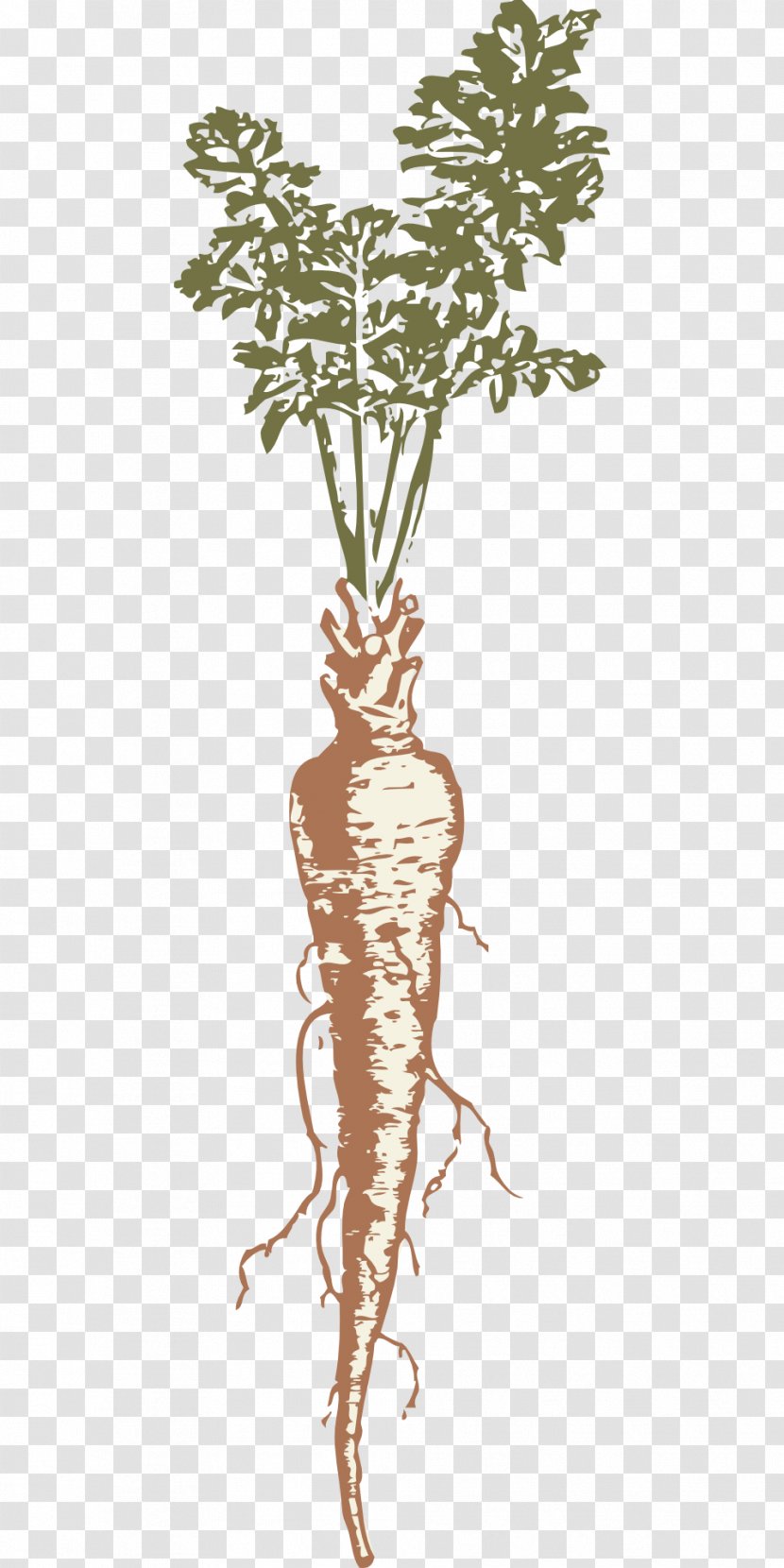 Parsnip Drawing Clip Art - Root Vegetables Transparent PNG