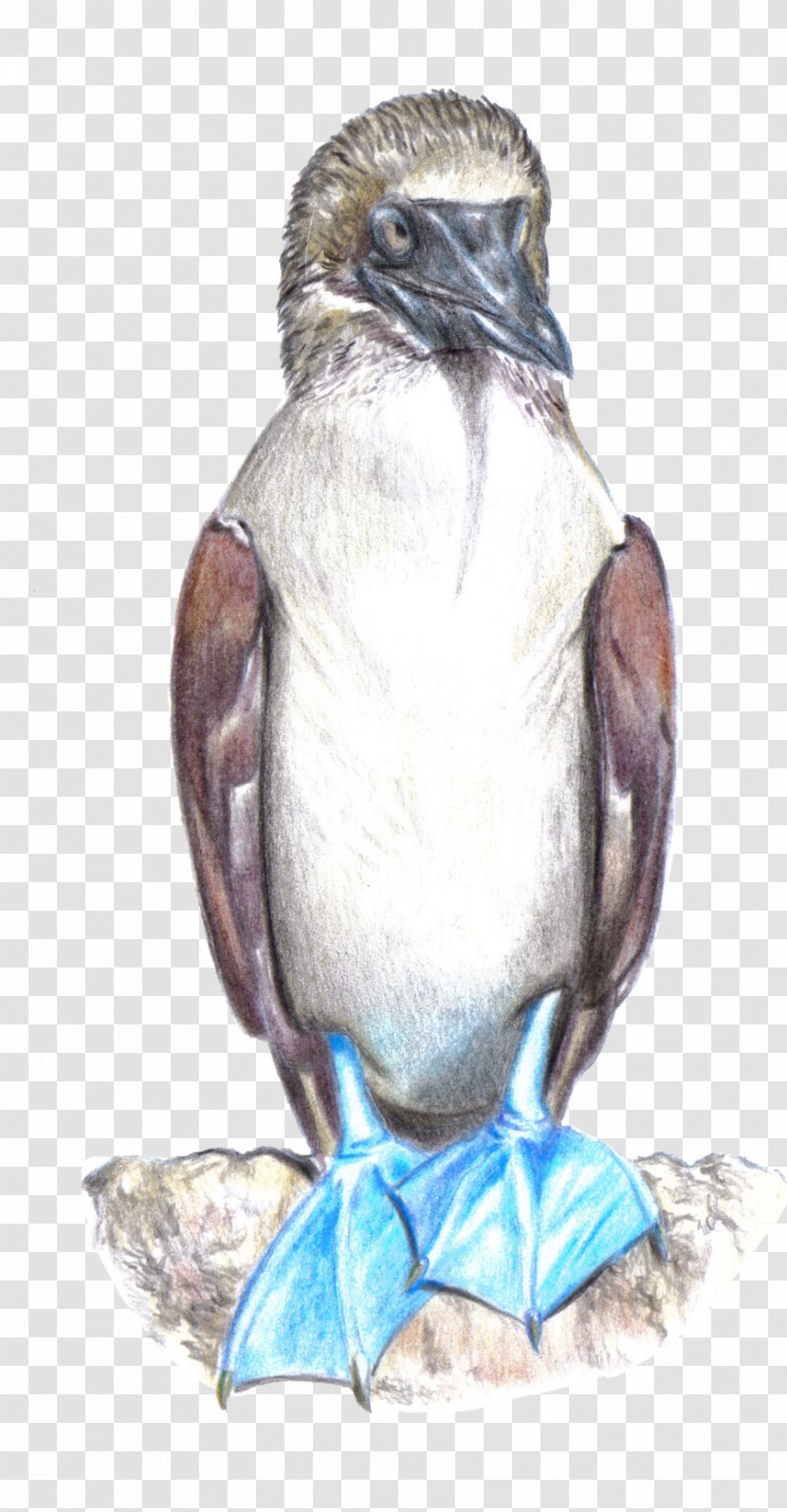 Penguin Galápagos Islands Blue-footed Booby Peruvian Bird - Caricature Transparent PNG