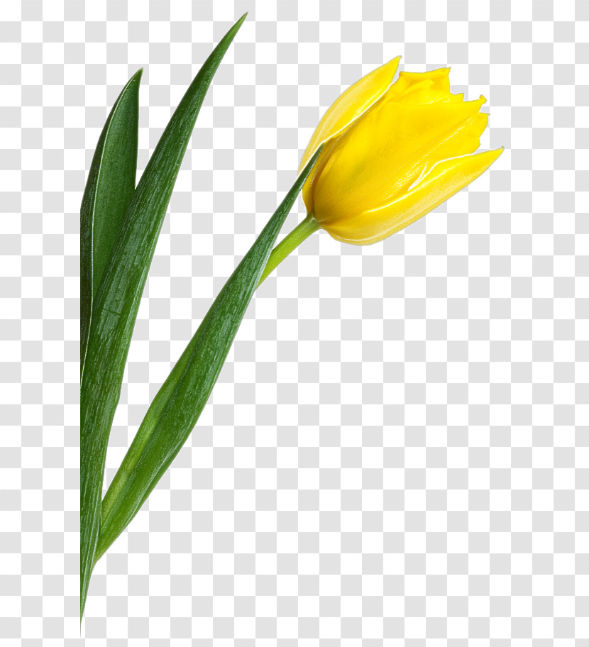 Flower Yellow Tulip Plant Leaf Transparent PNG