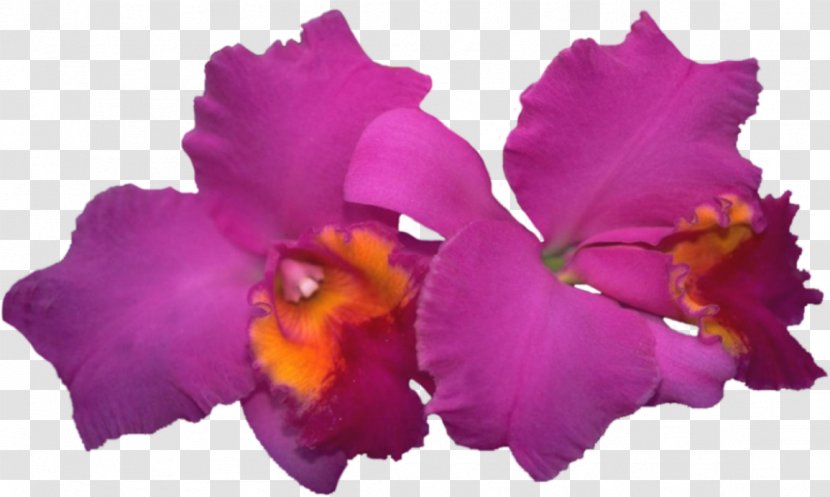 Cattleya Labiata Moth Orchids Blog Diary - Autumn Leaves - Beautiful Orchid Photo Frame Transparent PNG
