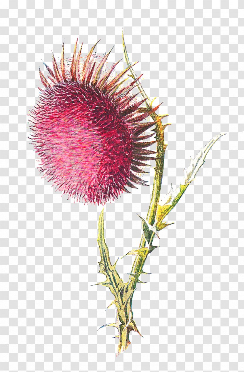Familiar Wild Flowers Thistle Wildflower Clip Art - Drawing - Flower Transparent PNG