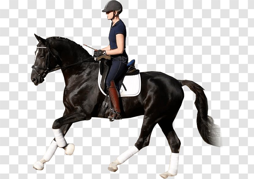 Horse Equestrian Stallion Dressage Western Riding - English Transparent PNG
